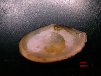Media type: image;   Malacology 154834 Description: exterior view of jointed pair of valves;  Aspect: exterior